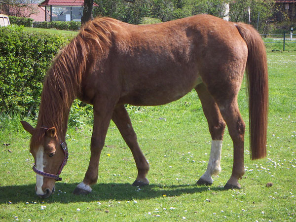 Eine Familie paddelt auf der Weser